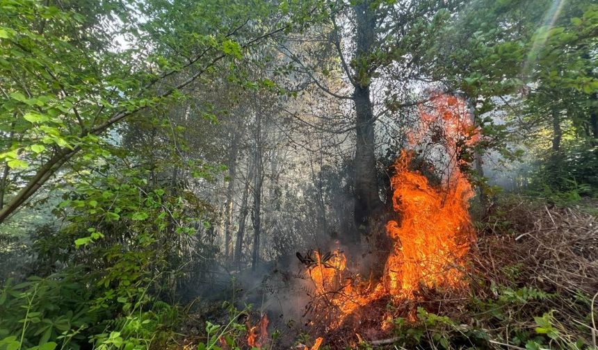 Orman yangını: 5 dönüm alan yandı
