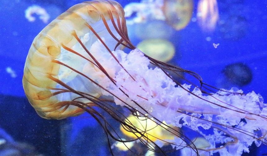 Denizanaları Fransa’da nükleer santralin çalışmasını durdurdu