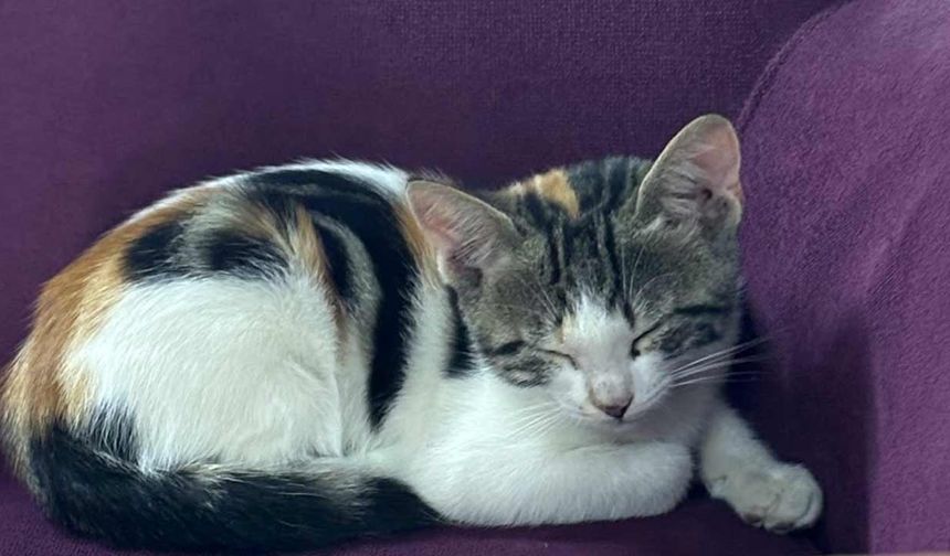 Kediler hakkında yanlış bilinen 4 yaygın efsane