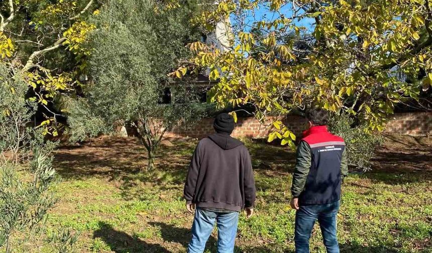 Tekirdağ'da ceviz bahçesinde hastalık ve zararlı kontrolü yapıldı