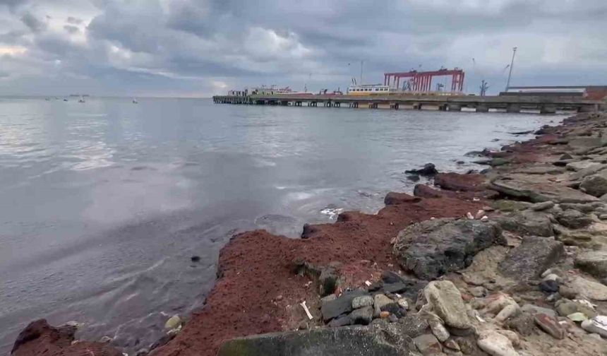 Tekirdağ'da kuvvetli rüzgar sahili kırmızı yosunla kapladı