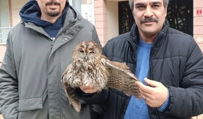 Burhaniye de soğuk hava yaban hayvanlarını da olumsuz etkiledi