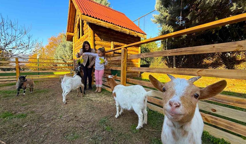 Keçi, ördek, tavuk, tavşan: Hepsinin görevi 'Çok özel'