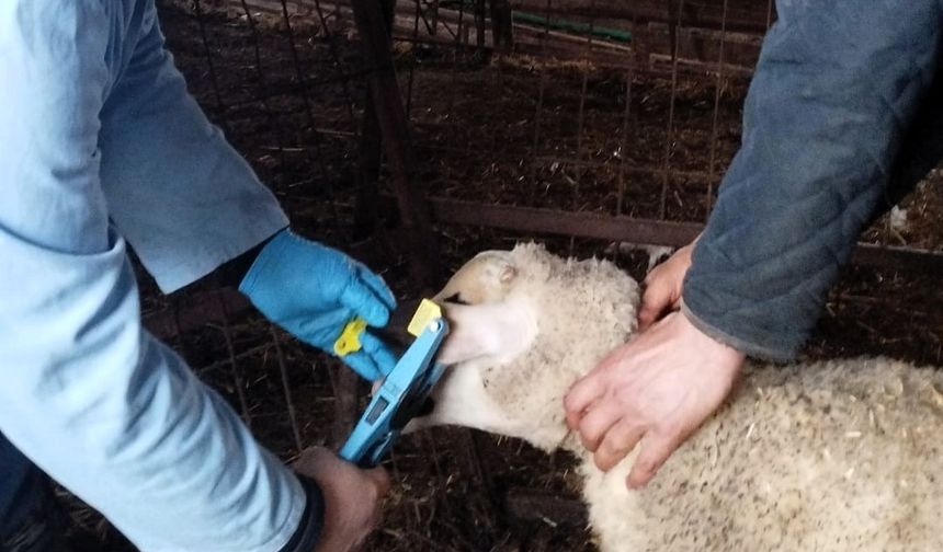 Kırklareli'nde küpe takılan damızlık kuzular aşılanıyor
