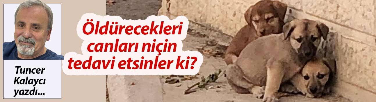 Öldürecekleri canları niye tedavi etsinler ki?