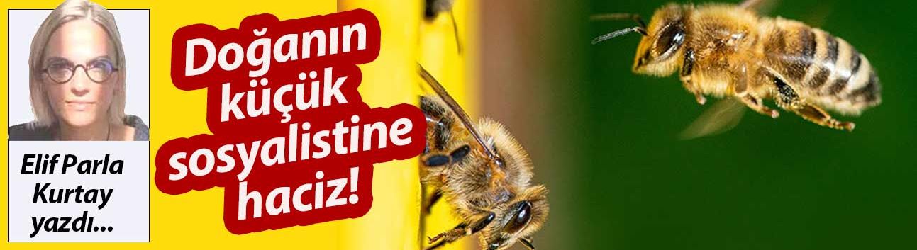 Kraliçe Arıya Haciz: Canlı Metanın Yeni Çağı